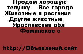 Продам хорошую телучку. - Все города Животные и растения » Другие животные   . Ярославская обл.,Фоминское с.